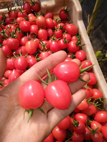 【顺丰包邮】圣女果5斤绿色新鲜蔬菜孕妇水果现摘小番茄西红柿